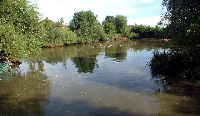 A calm river with ducks, surrounded by dense greenery and trees.