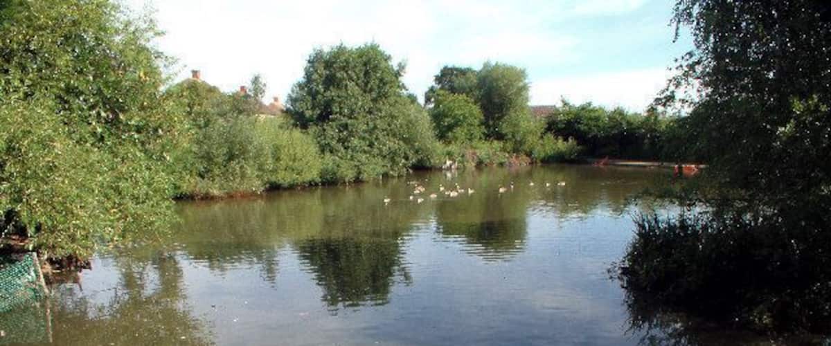 A calm river with ducks, surrounded by dense greenery and trees.