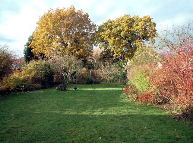 Early December in a suburban garden. My own back garden. It's a fairly large 1930s semi. The speculative builders simply bought a field, ran a road down the middle, and built houses either side. The gardens terminated at the edge of the field, which at this point coincided with a minor stream, the Chaffinch (now below ground). It also meant that they were pretty long, as well as wide - since the houses had garages and side entrances at the side. The oak trees would have been little more than saplings when the house was built. The tree on the left will soon lose its leaves, but the leaves of the tree on the right will stay until pushed off by the spring's new growth. The animal track in the lawn (centre right, leading towards the pampas grass) is part of the local foxes' regular route in search of scraps.