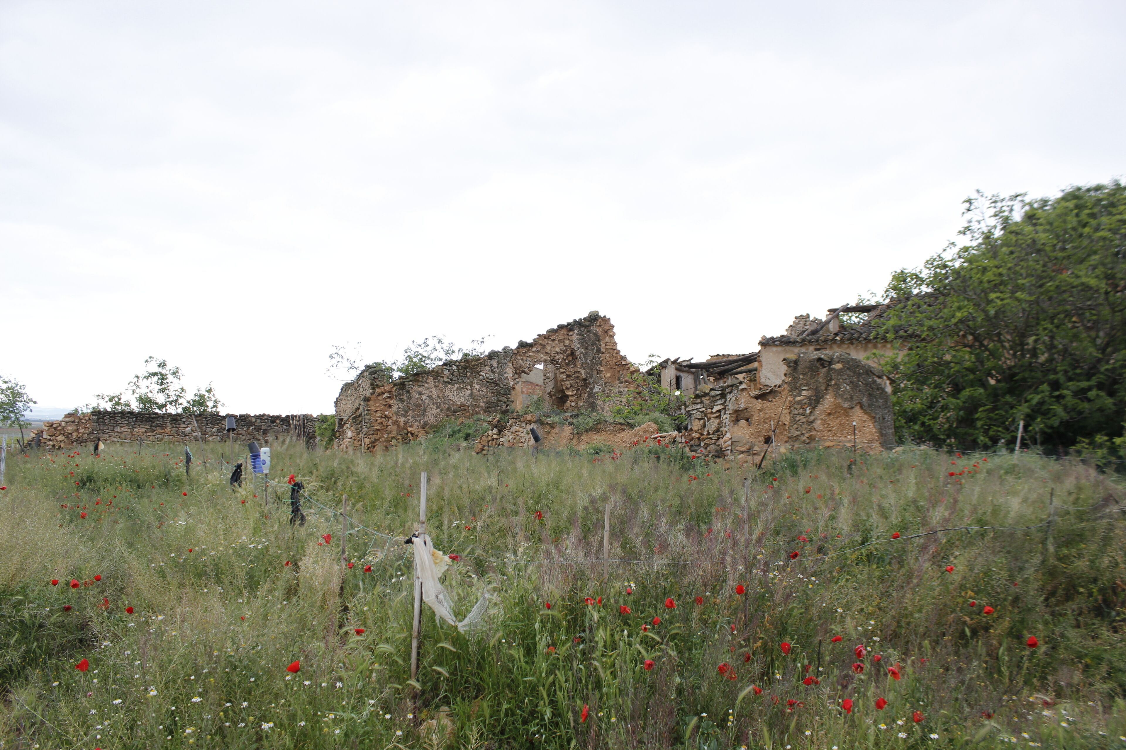 A historical ruin with overgrown vegetation and a rope barrier.