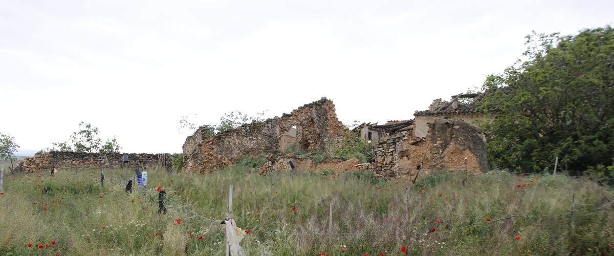 A historical ruin with overgrown vegetation and a rope barrier.