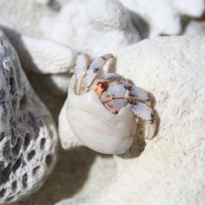 Small Coconut Crab living on a rented shell :)
Aitutaki is an amazing island, a piece of paradise on earth.