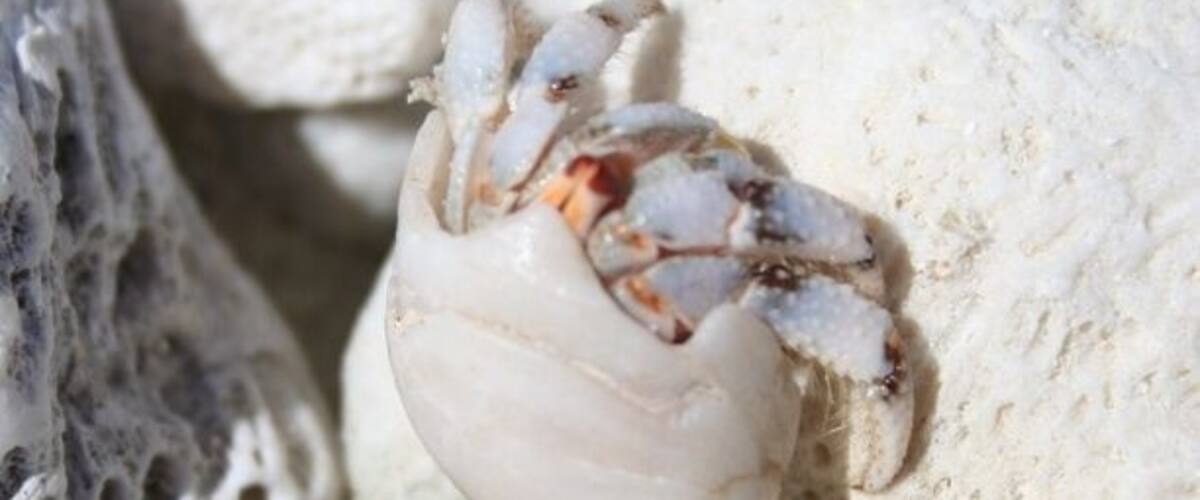 A crab on a rock.