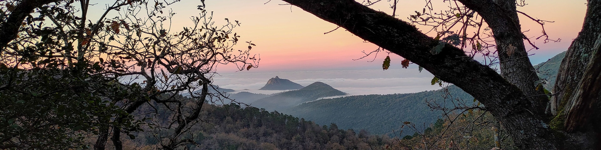 Panoramic view through tree branches on top of a mountain above the clouds at sunset. Seraidi. Annaba. Algeria