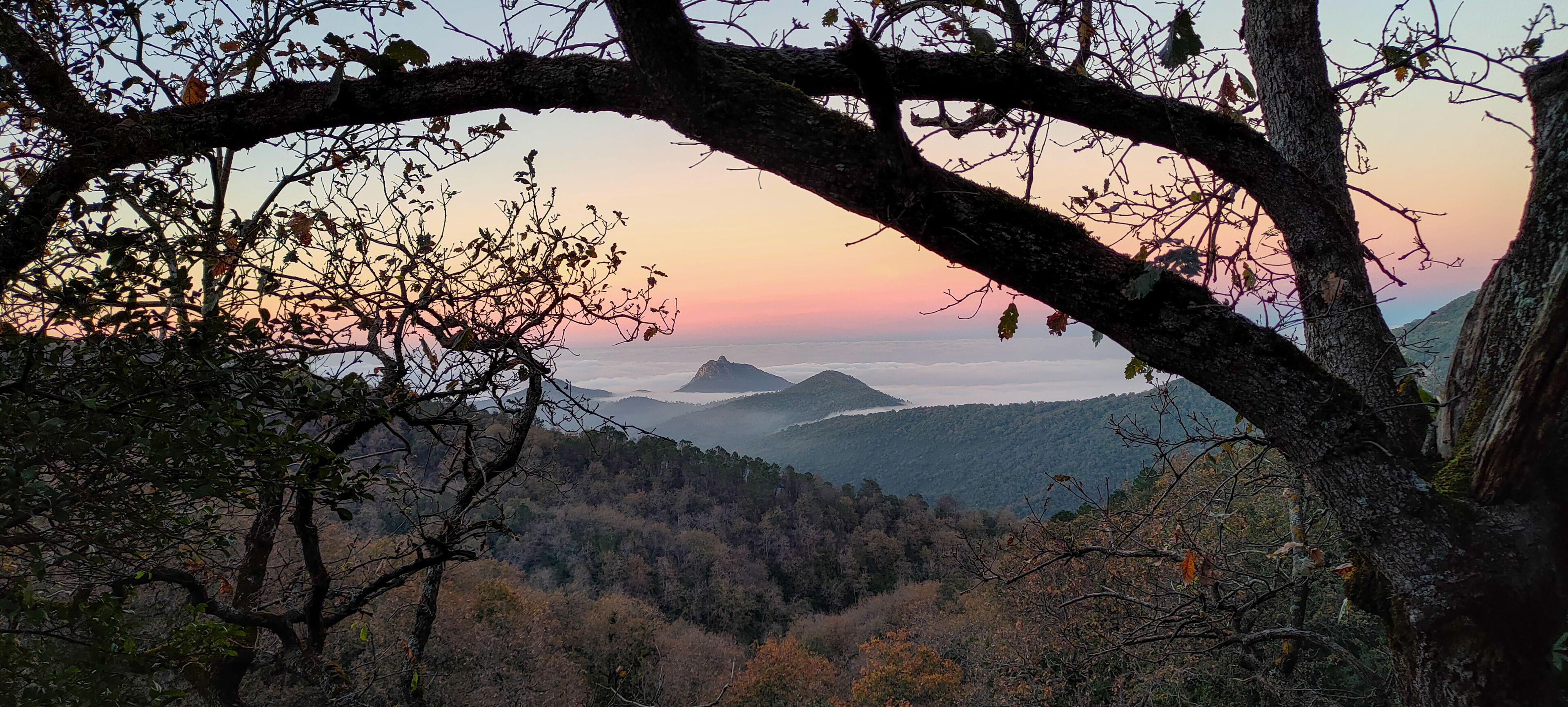 A forested mountain landscape at sunset with a prominent tree branch in the foreground.