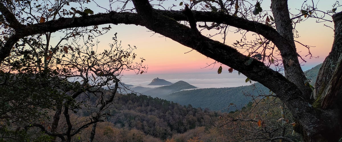 A forested mountain landscape at sunset with a prominent tree branch in the foreground.