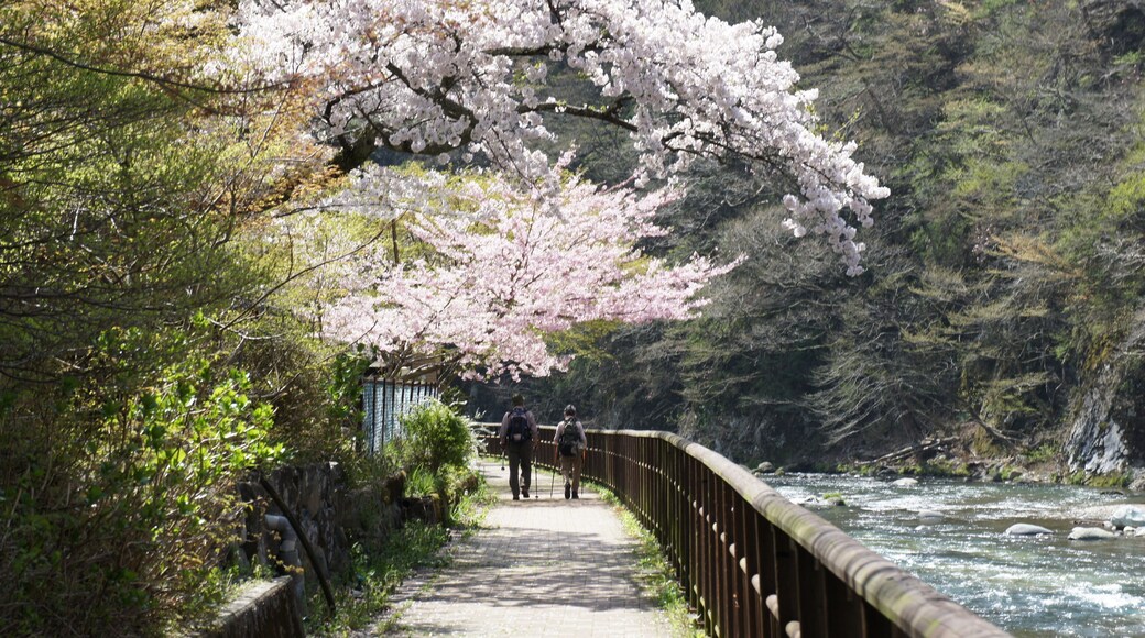 Japanese hot spring town Spring cherry blossom