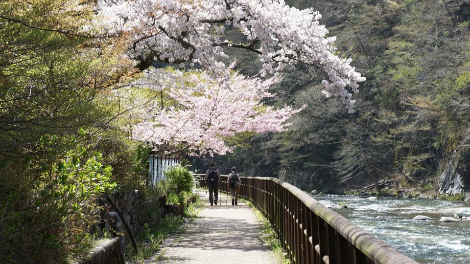 A pathway lined with cherry blossoms and a river.