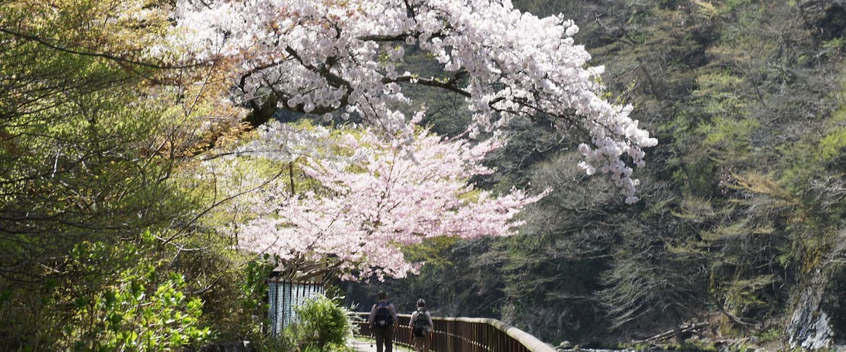 A pathway lined with cherry blossoms and a river.