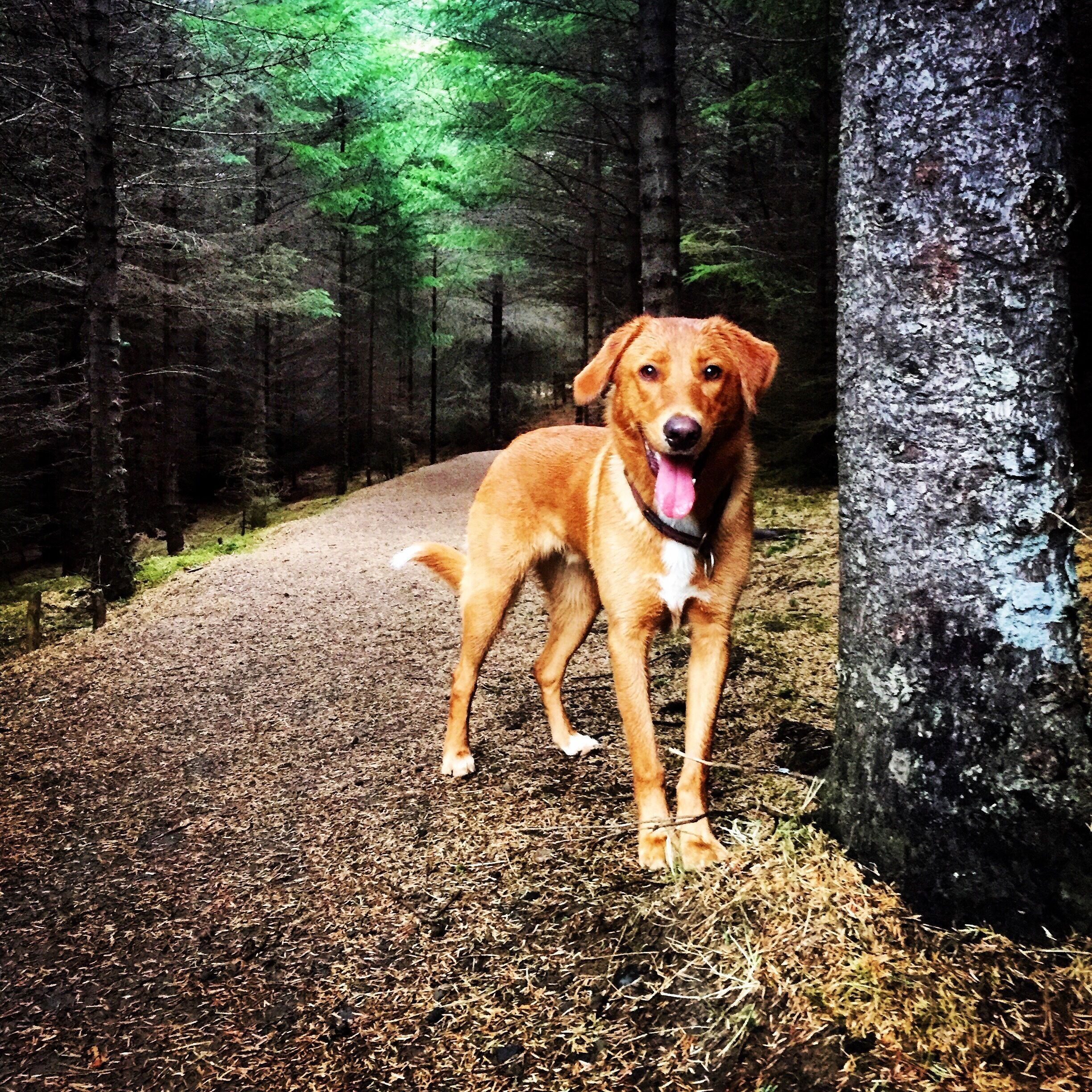 Nice walk in Heiðimörk 🐶😊