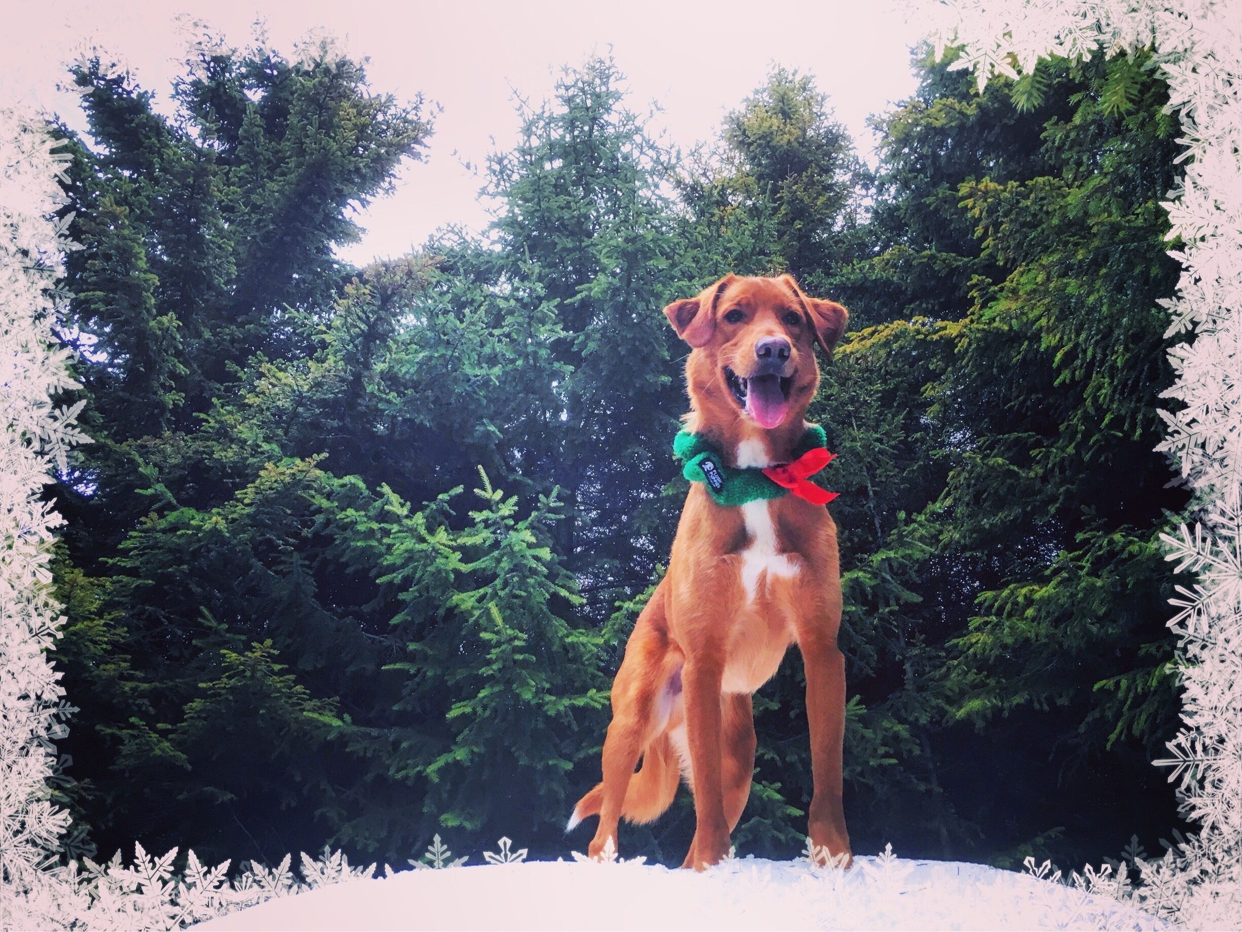 Merry Christmas 🎄🐾🎅🏼❄️💕