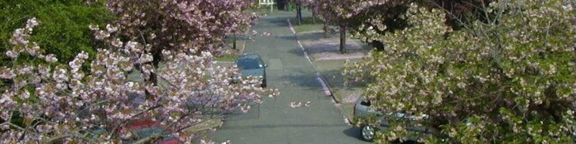 Felden Close in Spring.