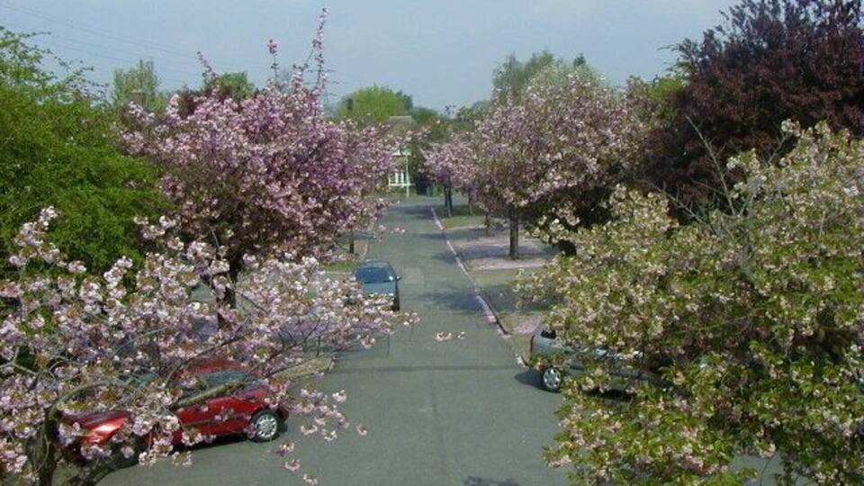 Felden Close in Spring.