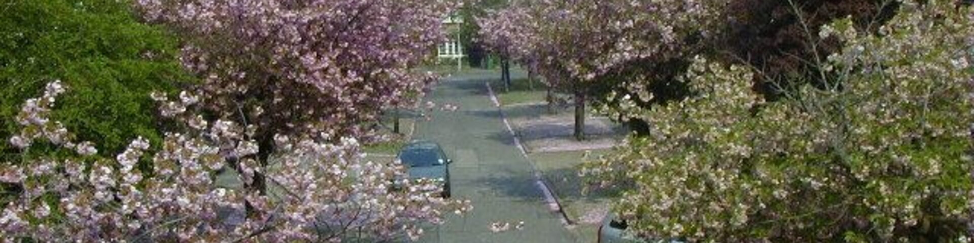 Felden Close in Spring.