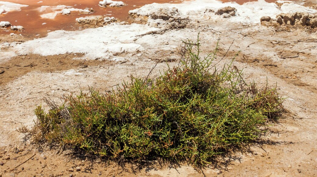 Salt lake Torrevieja.