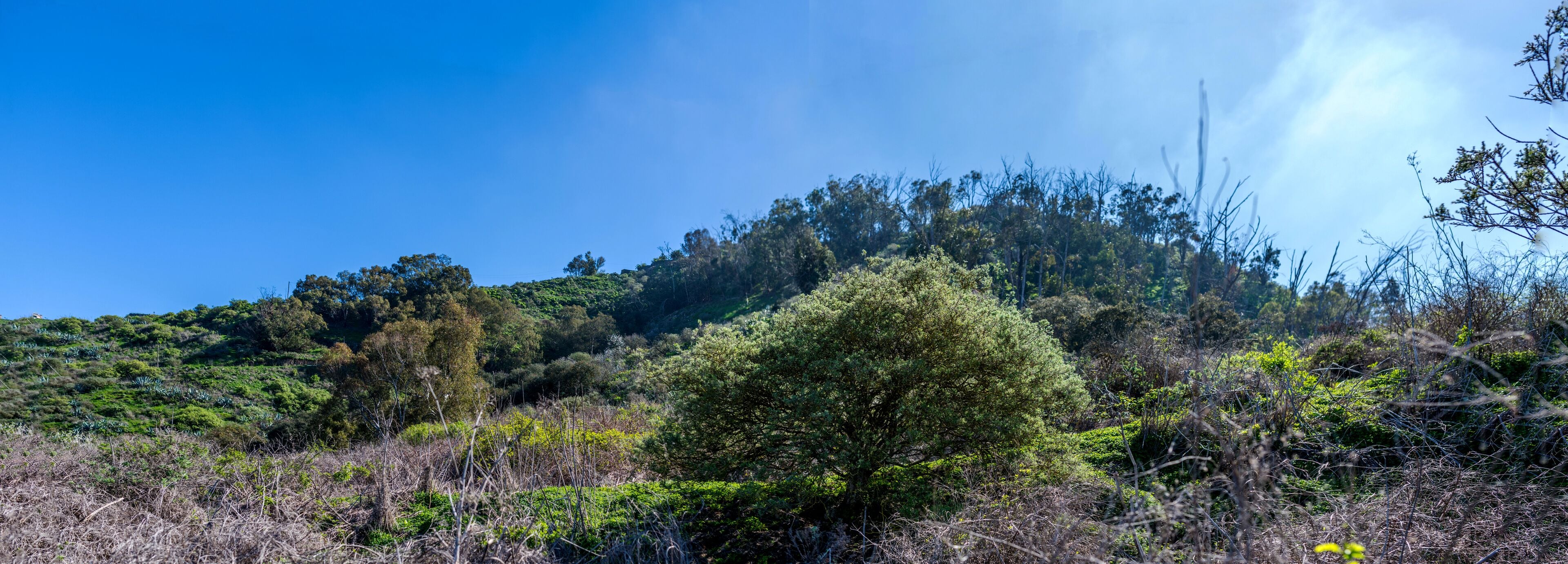 A hillside with dense vegetation and a clear blue sky.
