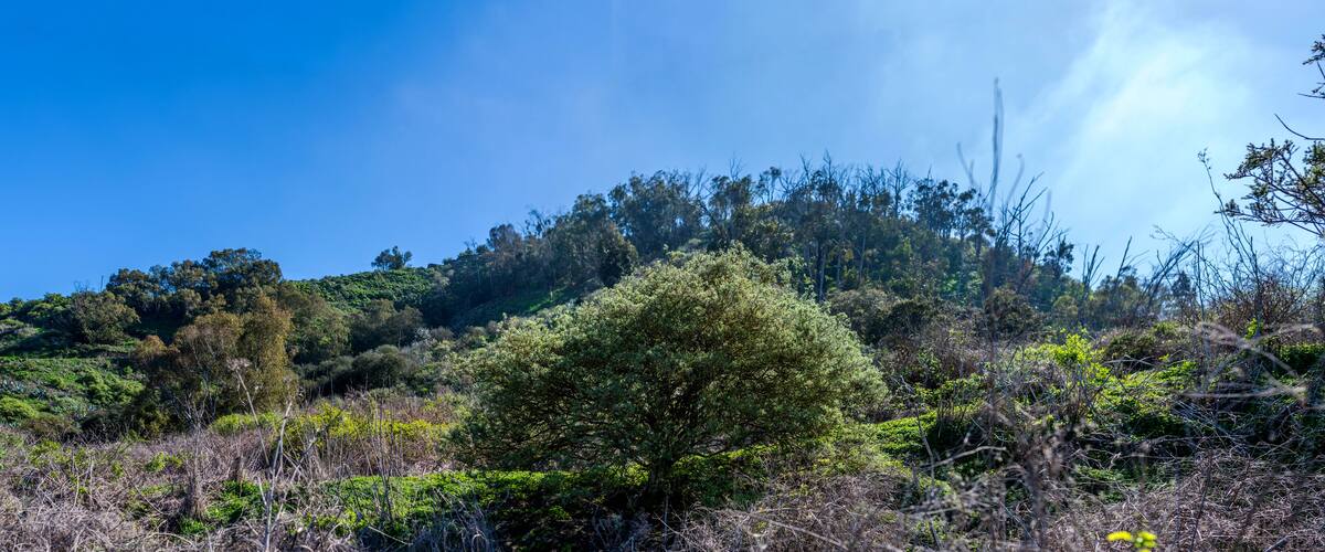 A hillside with dense vegetation and a clear blue sky.