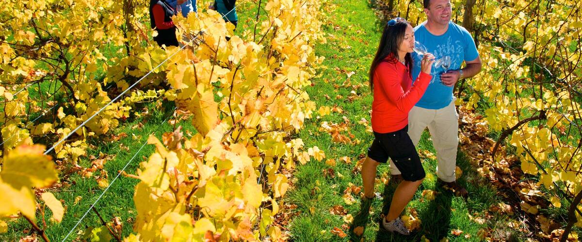 A vineyard with rows of grapevines and people walking among them.
