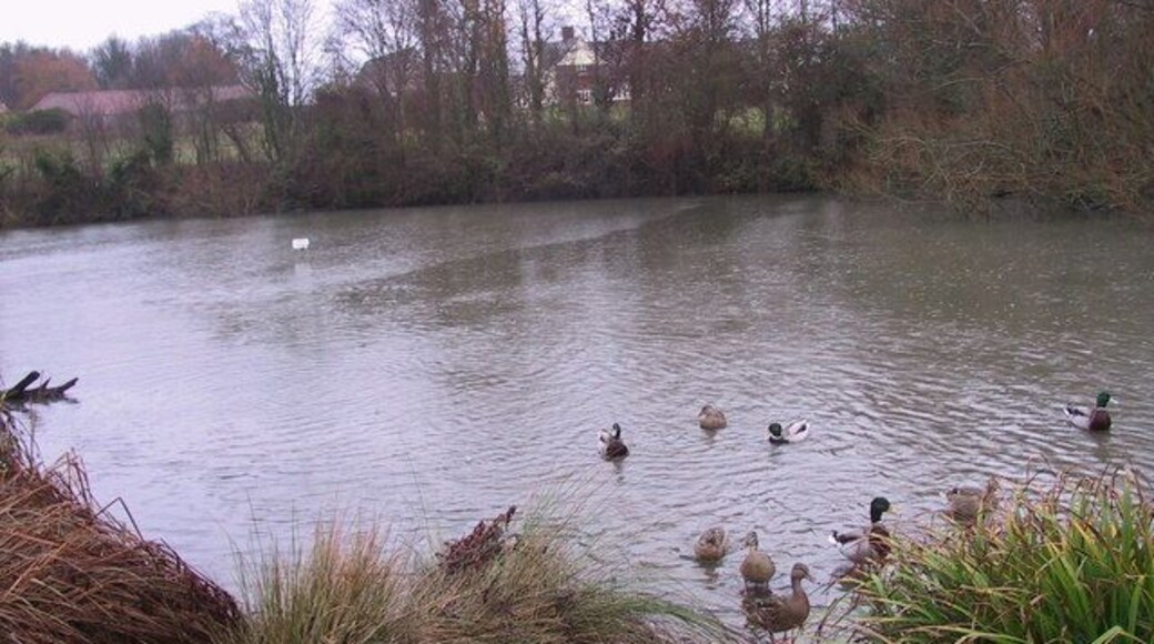 Lidgate Duck Pond The large duck pond in the centre of Lidgate village.