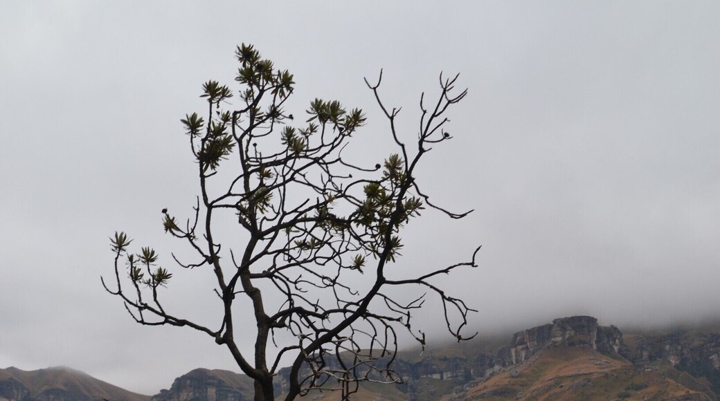 Thick clouds floating over the Drakensberg mountains at Sani Pass. This photo was taken on the South African side of Sani Pass.
An amazing landscape which looks a bit desolate and empty, but the rock formations, the trees and the clouds totally makes up for it.
#southafrica #africa #sani #landscape #mountains