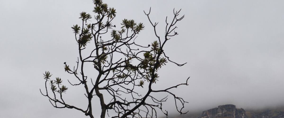 Thick clouds floating over the Drakensberg mountains at Sani Pass. This photo was taken on the South African side of Sani Pass.
An amazing landscape which looks a bit desolate and empty, but the rock formations, the trees and the clouds totally makes up for it.
#southafrica #africa #sani #landscape #mountains