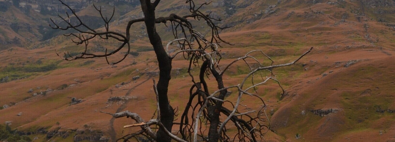 Thick clouds floating over the Drakensberg mountains at Sani Pass. This photo was taken on the South African side of Sani Pass.
An amazing landscape which looks a bit desolate and empty, but the rock formations, the trees and the clouds totally makes up for it.
#southafrica #africa #sani #landscape #mountains