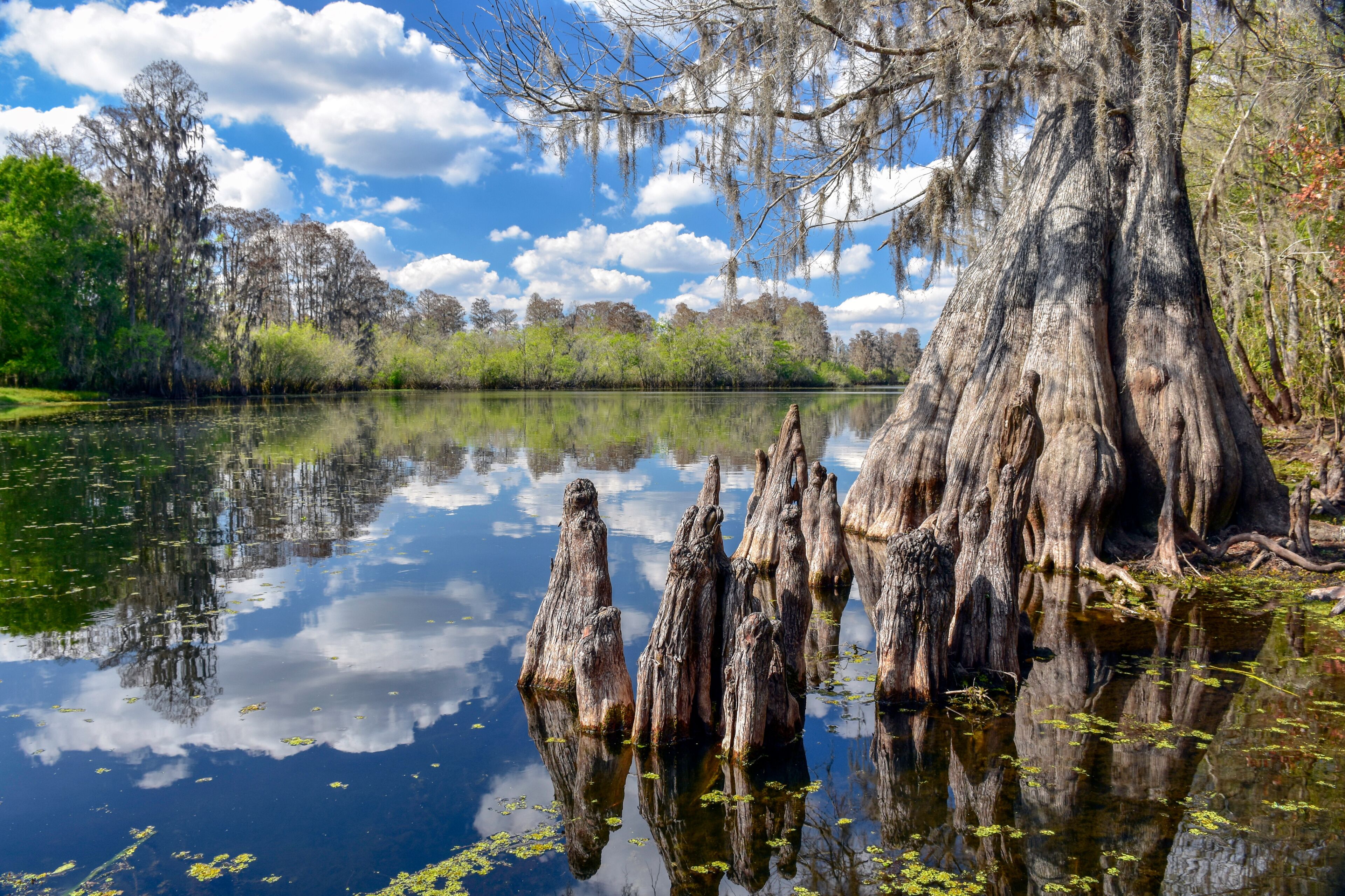 Not far from the bustle of downtown Tampa, this pastoral section of the Hillsborough River is home to old growth bald cypress trees and large alligators.