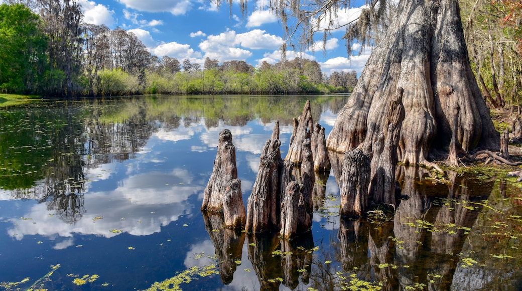 Not far from the bustle of downtown Tampa, this pastoral section of the Hillsborough River is home to old growth bald cypress trees and large alligators.