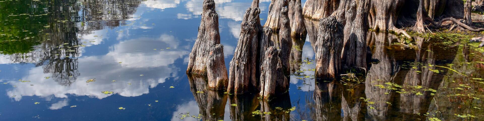 A calm lake with reflective water, surrounded by trees with Spanish moss and a clear blue sky.
