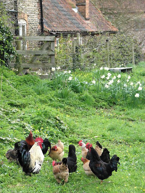 Found something interesting A flock of chickens encountered in the churchyard of All Saints church.