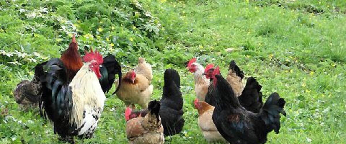 Found something interesting A flock of chickens encountered in the churchyard of All Saints church.