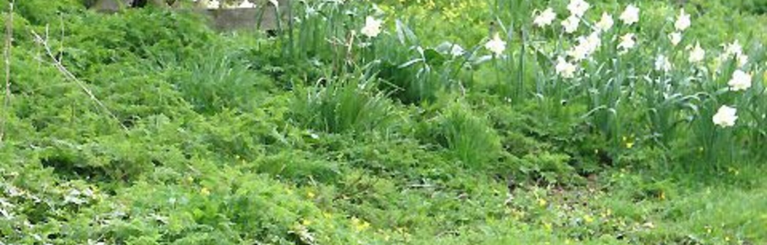 Found something interesting A flock of chickens encountered in the churchyard of All Saints church.