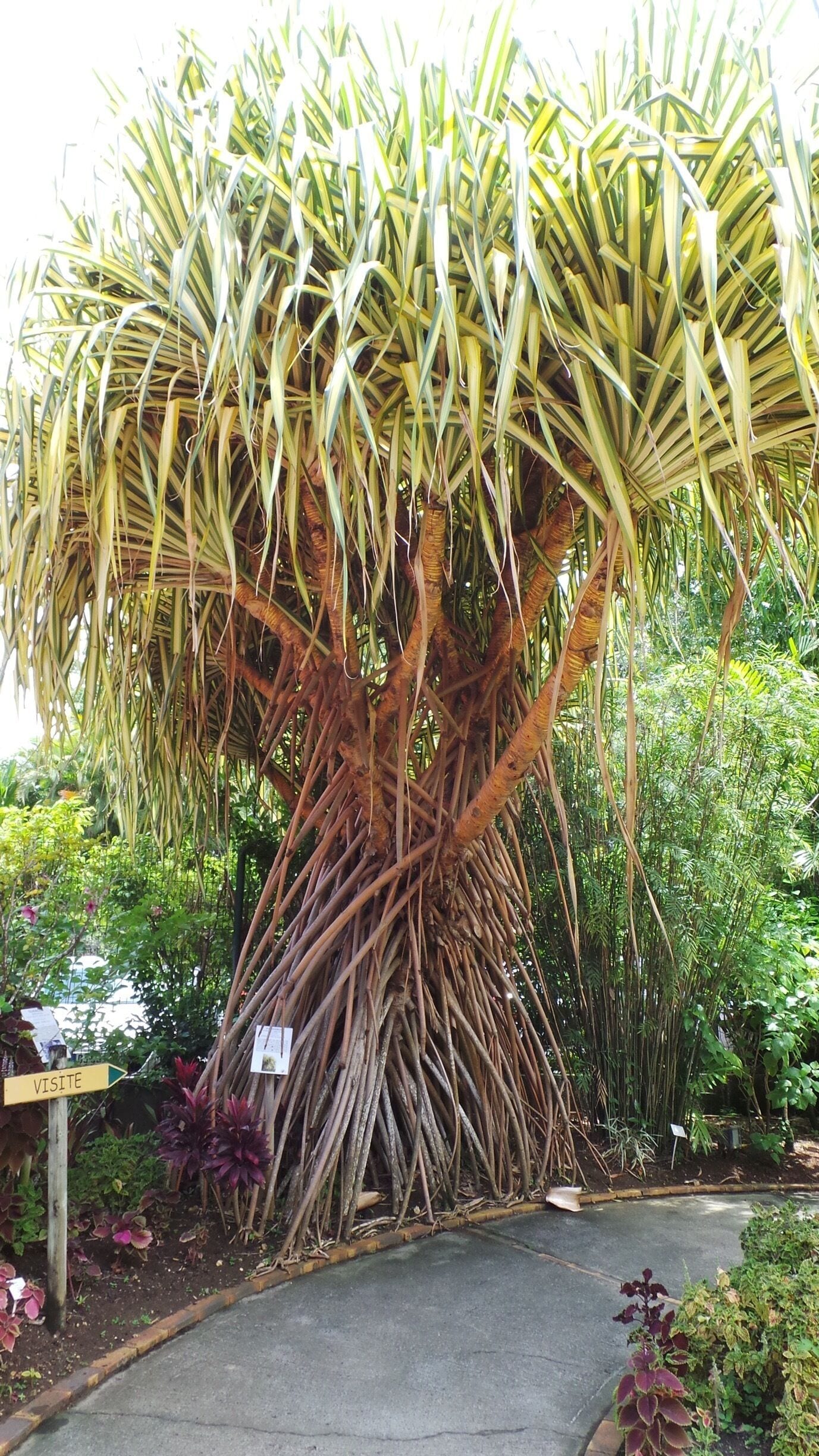 You can see all kinds of beautiful exotic flowers,  plants and they have a restaurant that is really really good with dishes for all budgets