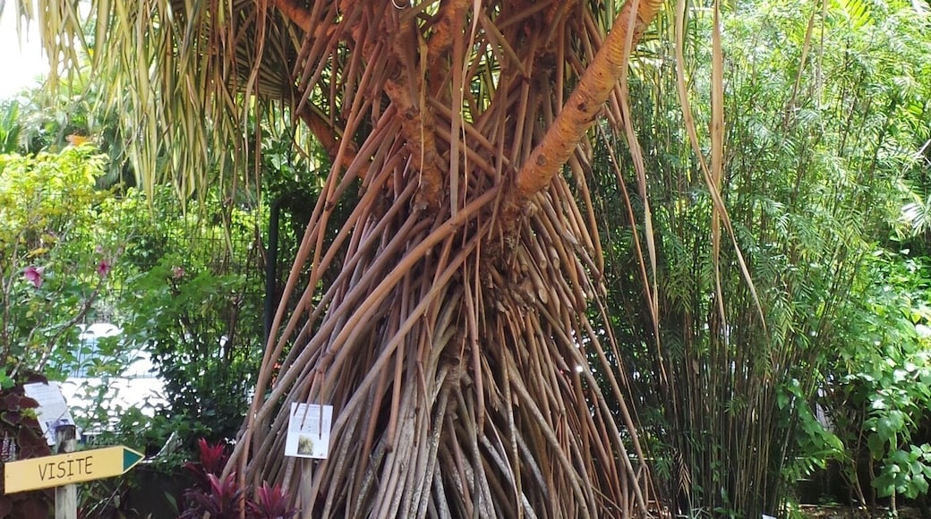 You can see all kinds of beautiful exotic flowers, plants and they have a restaurant that is really really good with dishes for all budgets