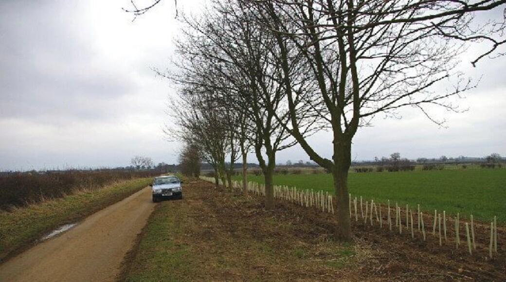 Newly planted hedging near Atterby. Newly planted hedging on Atterby Lane.