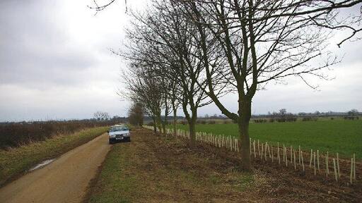Newly planted hedging near Atterby. Newly planted hedging on Atterby Lane.