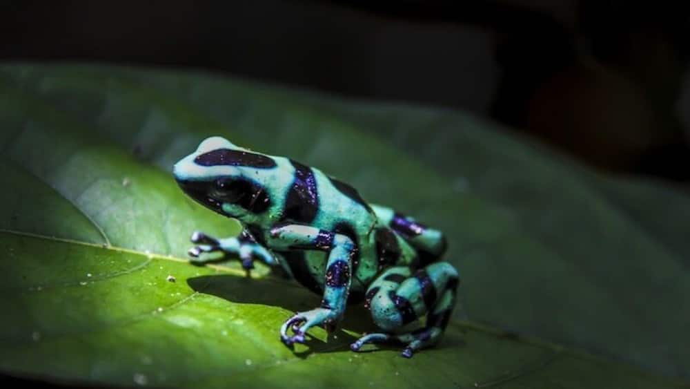 Soposo Rainforest Adventures is an Eco-friendly tourism that offers exploration in the Panamanian rainforest, and a raft trip up river to visit the Naso tribe. Www.soposo.com