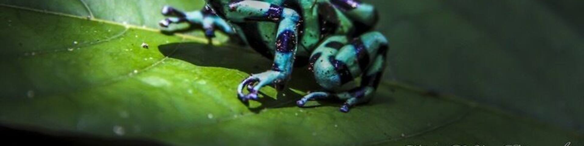 Soposo Rainforest Adventures is an Eco-friendly tourism that offers exploration in the Panamanian rainforest, and a raft trip up river to visit the Naso tribe. Www.soposo.com