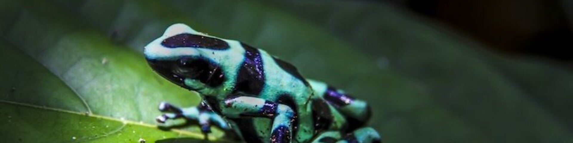 Soposo Rainforest Adventures is an Eco-friendly tourism that offers exploration in the Panamanian rainforest, and a raft trip up river to visit the Naso tribe. Www.soposo.com