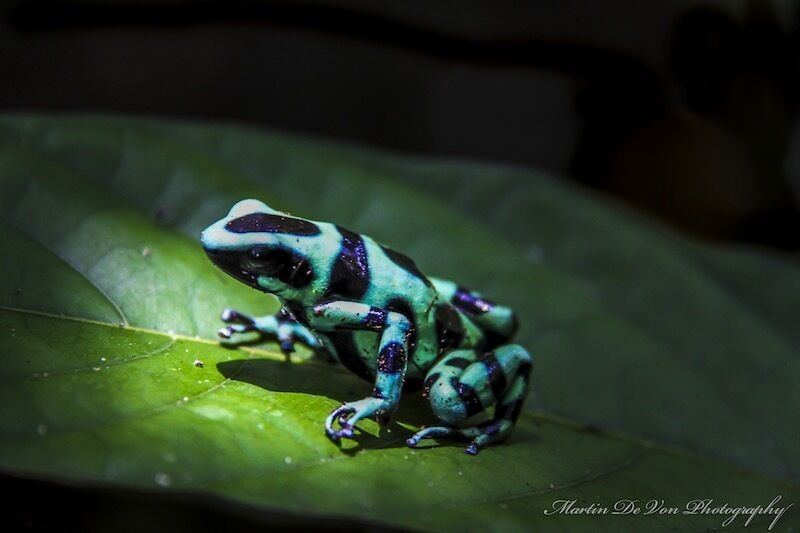 A brightly colored frog on a green leaf.