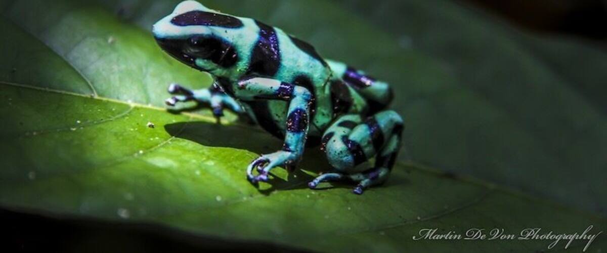 A brightly colored frog on a green leaf.