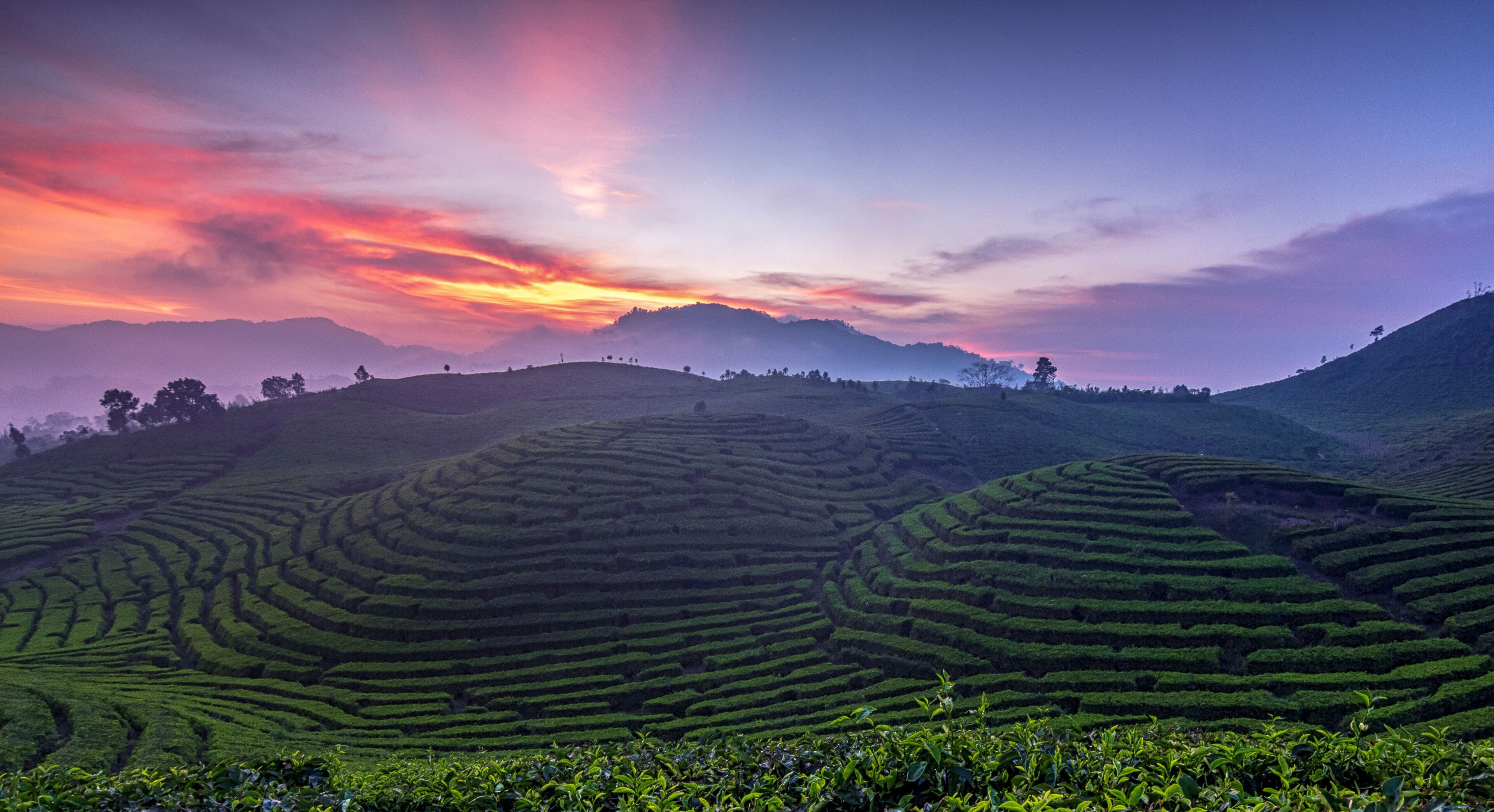 Tea Plantation at sunset, Alahan Panjang, West Sumatra, Indonesia
