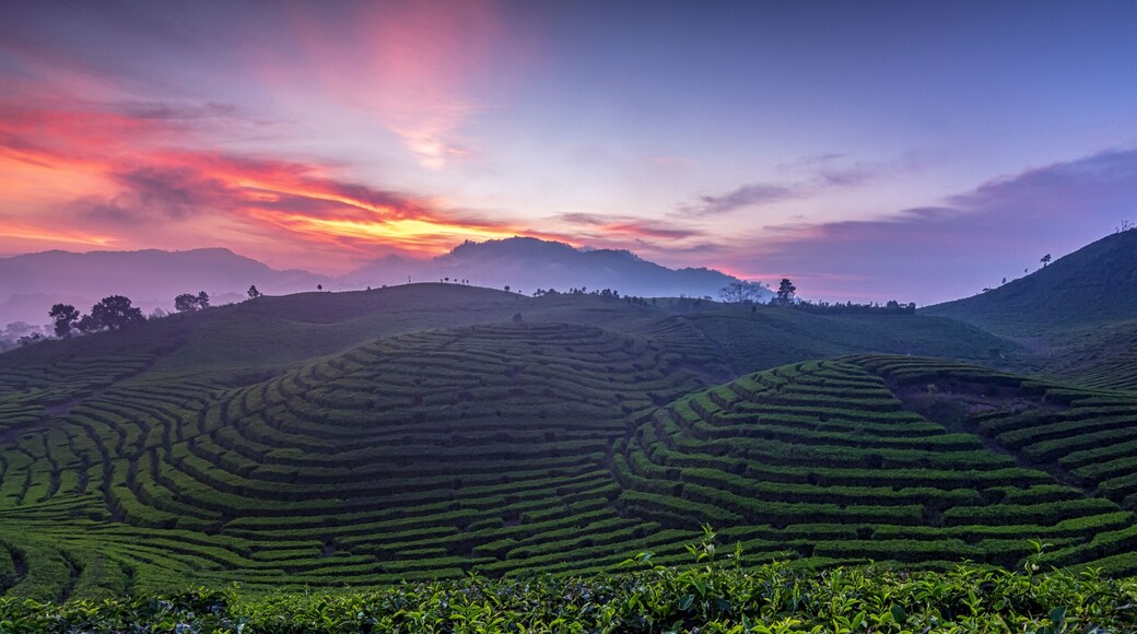 Tea Plantation at sunset, Alahan Panjang, West Sumatra, Indonesia
