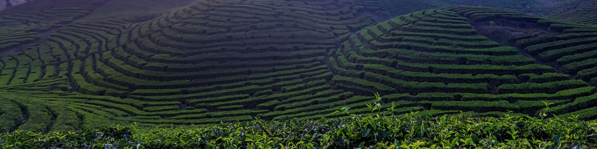 Tea Plantation at sunset, Alahan Panjang, West Sumatra, Indonesia