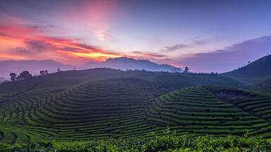 Terraced tea plantations with a sunset sky.