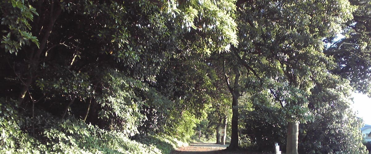 A gravel path surrounded by dense trees.