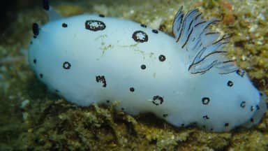 Scuba Diving: Nudibranch