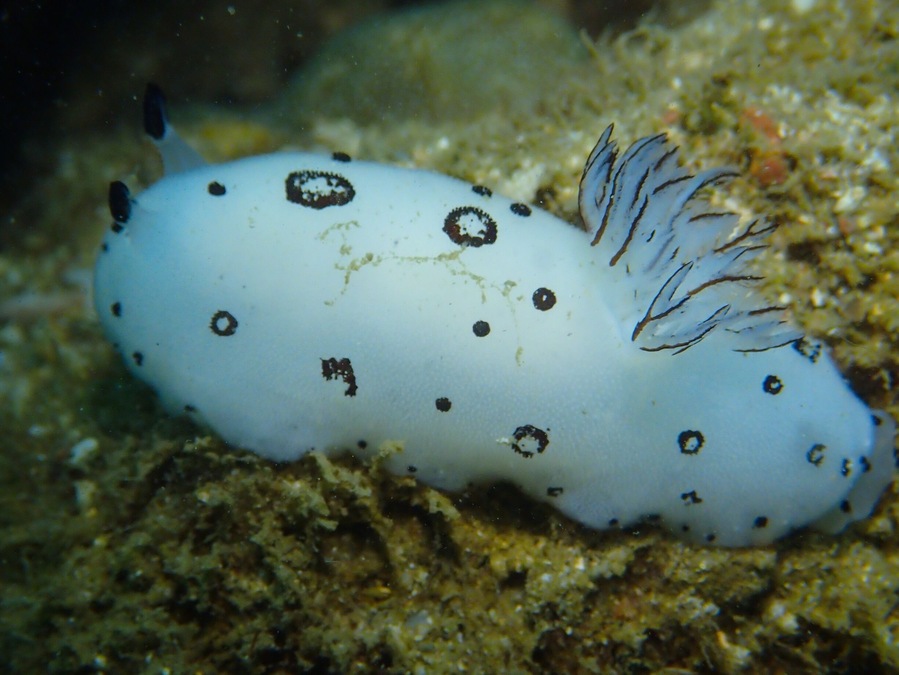 Scuba Diving: Nudibranch