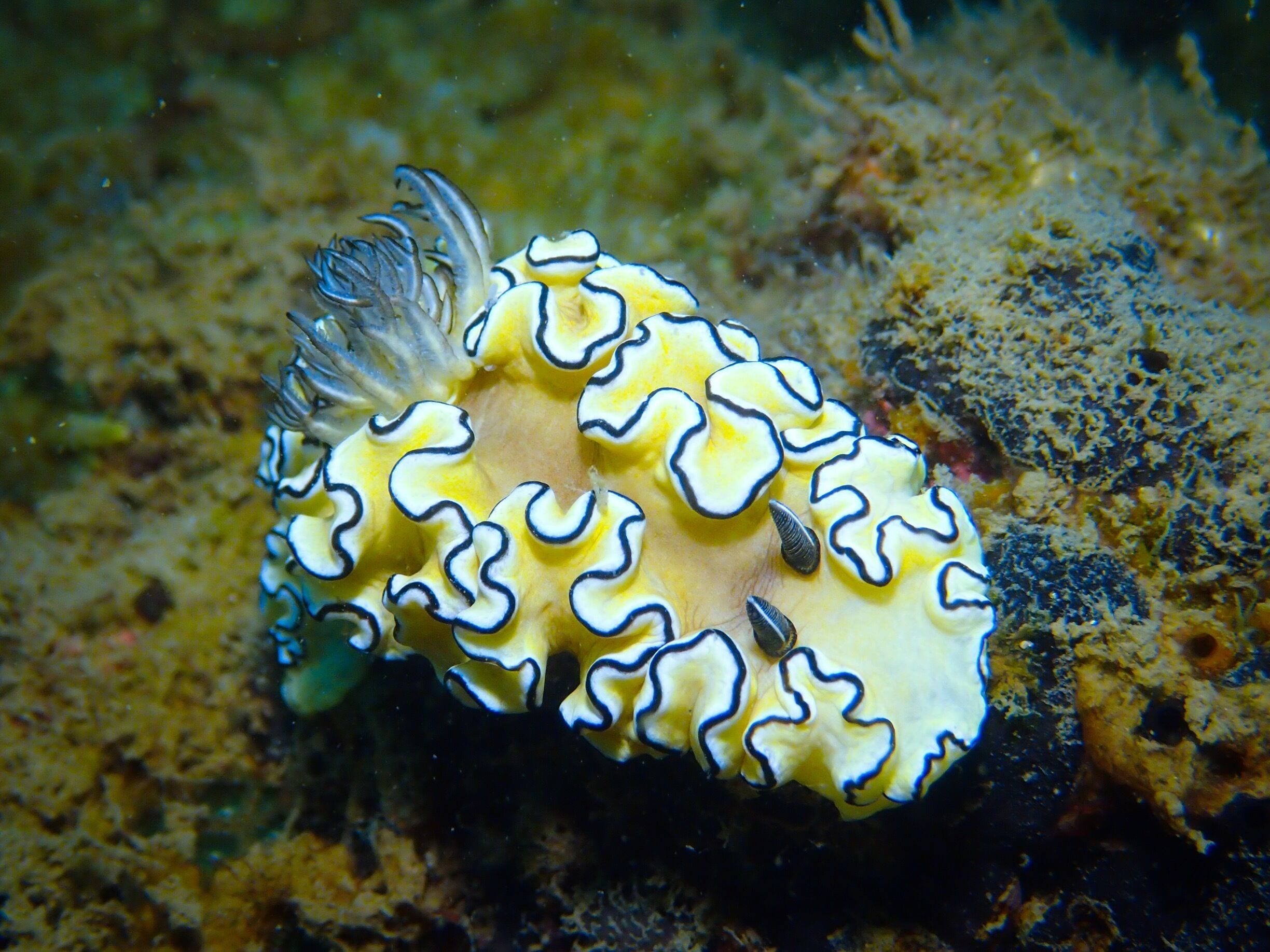 Scuba Diving: Nudibranch