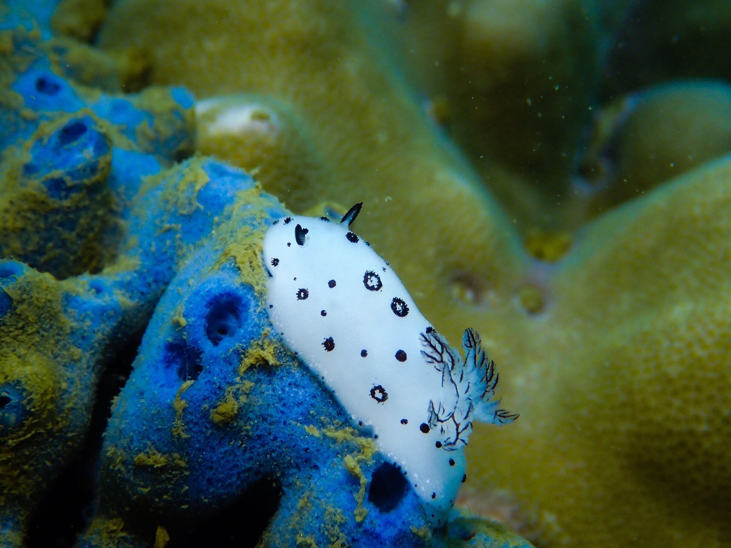 Scuba Diving: Nudibranch
